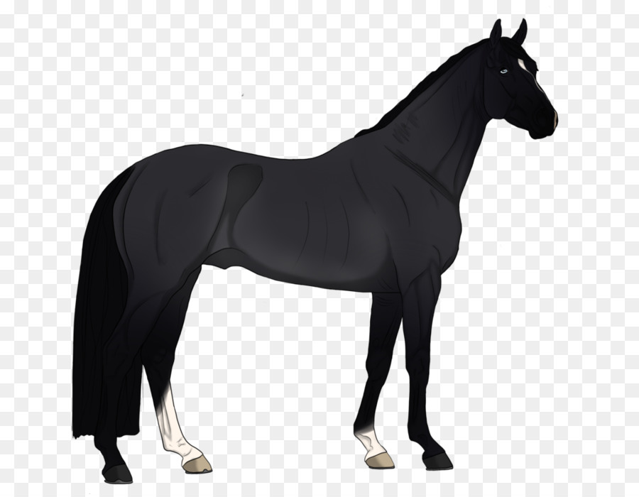 Caballo，Royaltyfree PNG