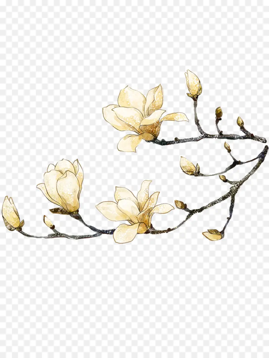 Yulan Magnolia，Fondo De Escritorio PNG