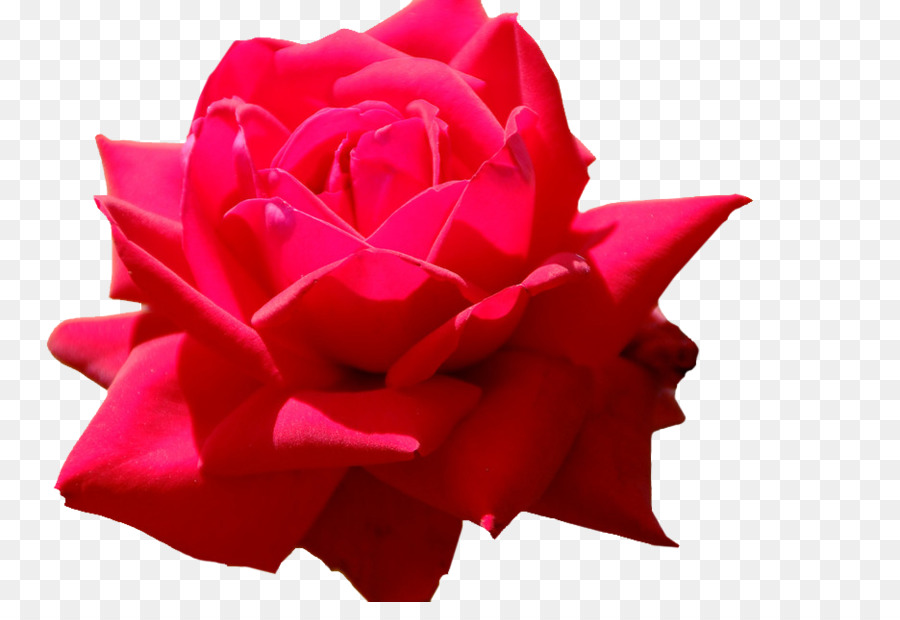 Las Rosas De Jardín，Col Rosa PNG