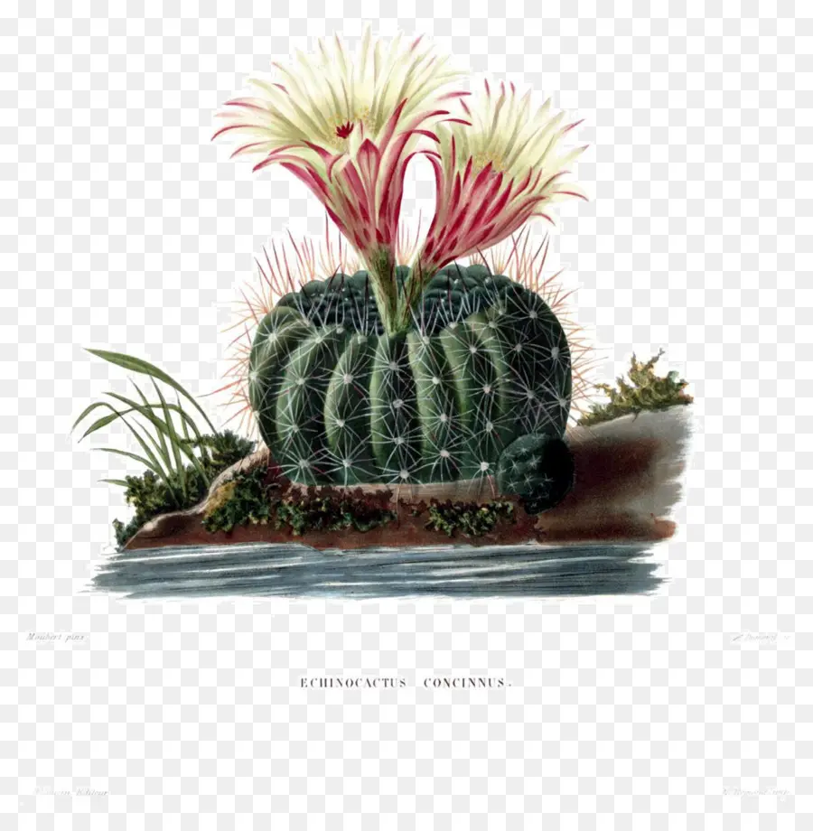 Cactus，Flor PNG