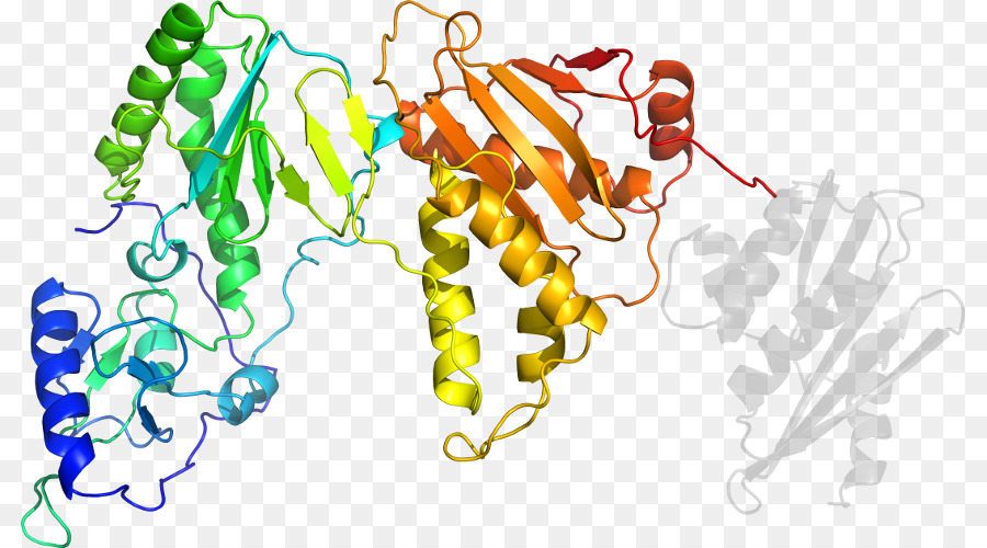 Estructura De La Proteína，Molécula PNG