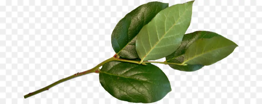 Hoja，Tallo De La Planta PNG