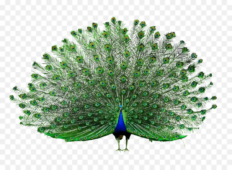 Pavo Real Con Plumas Abiertas，Vistoso PNG