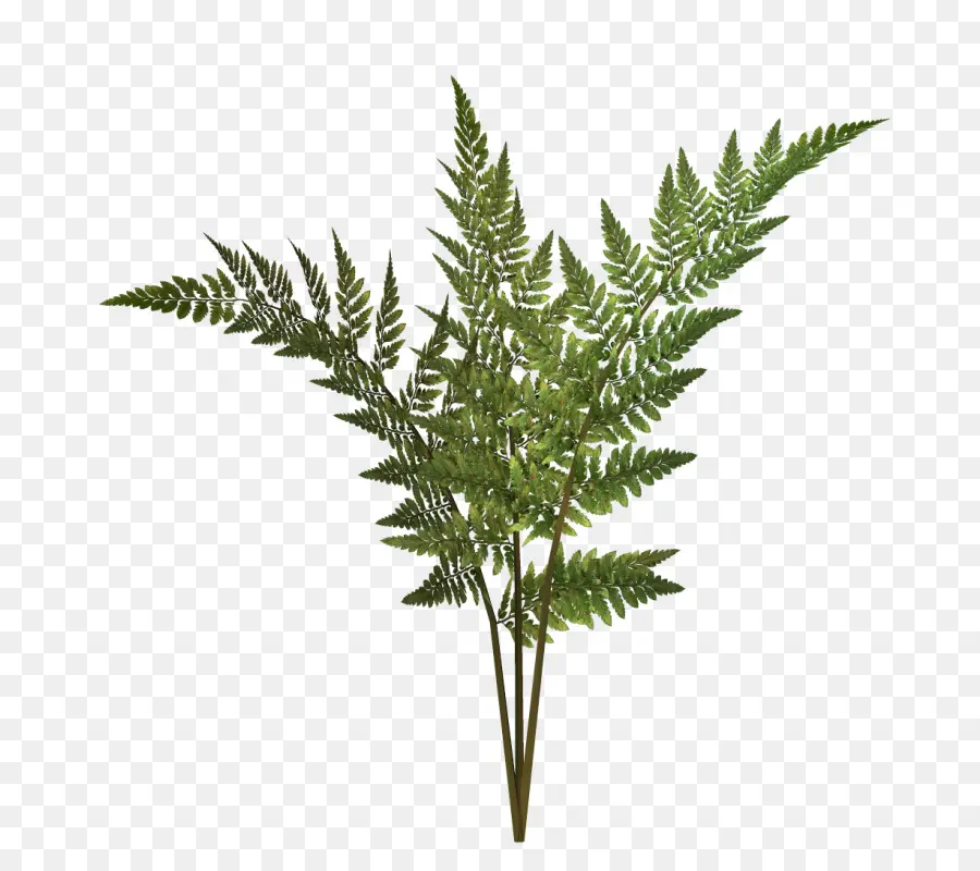 Helecho，Las Plantas PNG