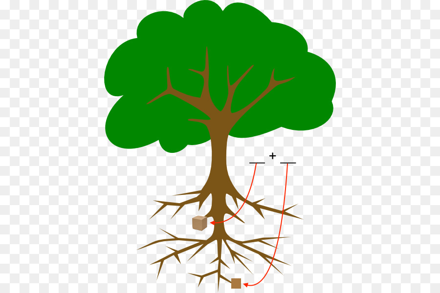 Árbol，Rama PNG