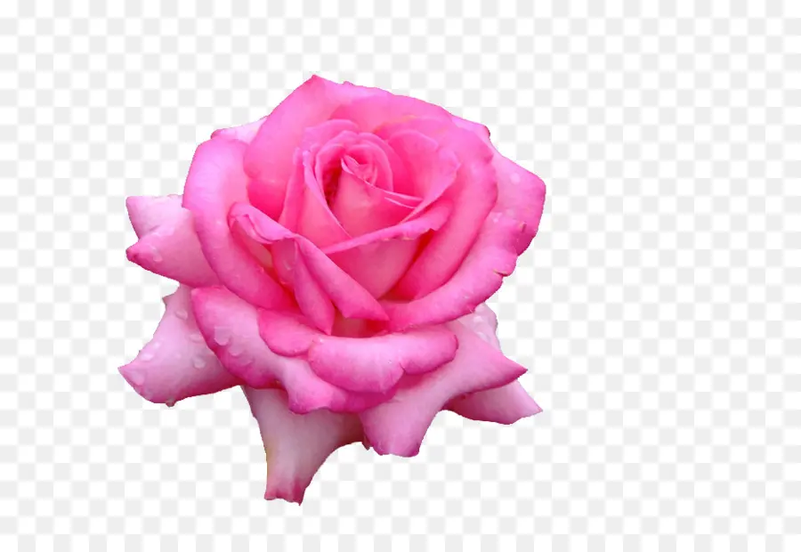 Rosa Amarilla，Florecer PNG