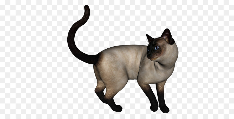 Gato Sphynx，Gato Negro PNG