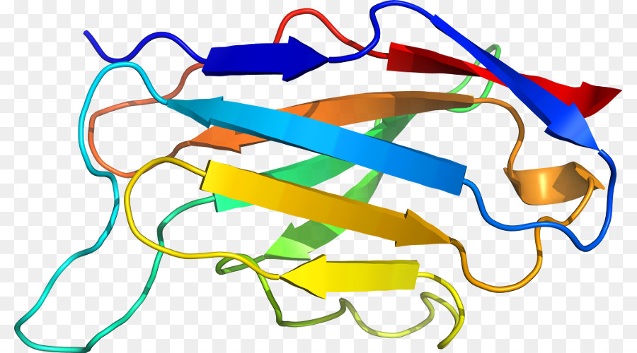 Estructura De La Proteína，Biología PNG