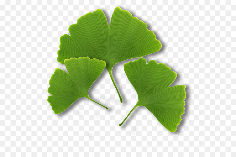 Hojas Verdes，Planta PNG