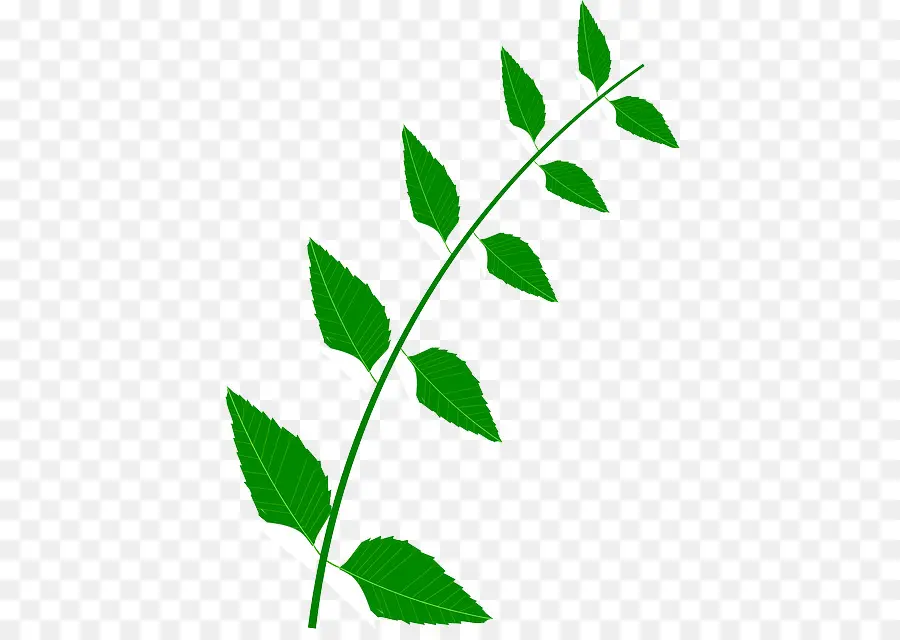 Plantas Medicinales，Medicina PNG