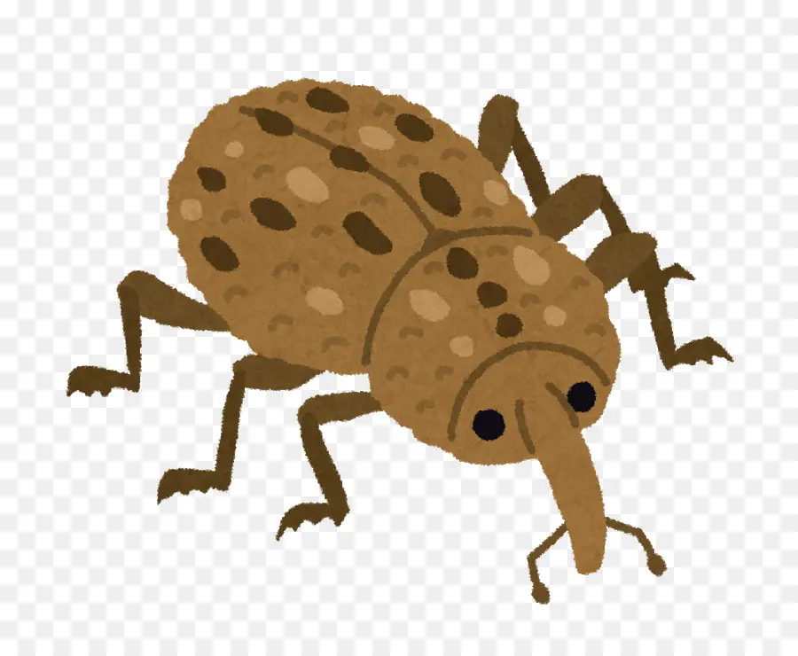 Escarabajo Marrón，Bicho PNG