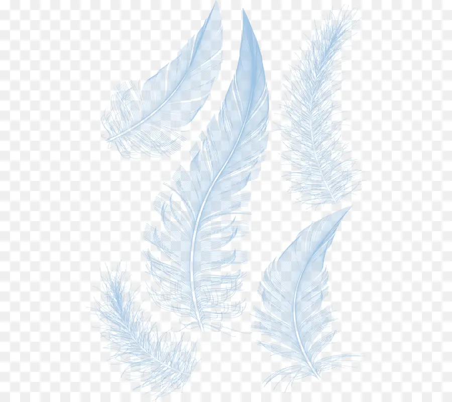 Pluma，Dibujo PNG