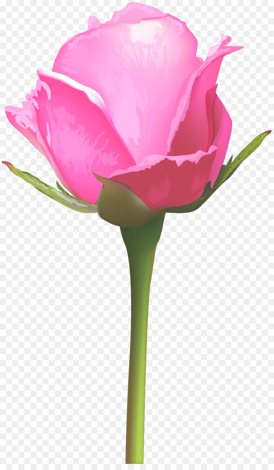 Rosa，Flor PNG