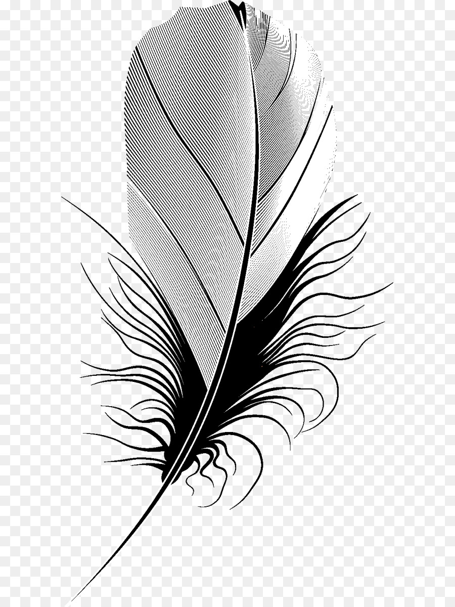 Pluma，Negro PNG