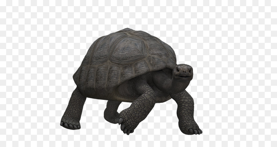 Tortuga，Reptiles PNG