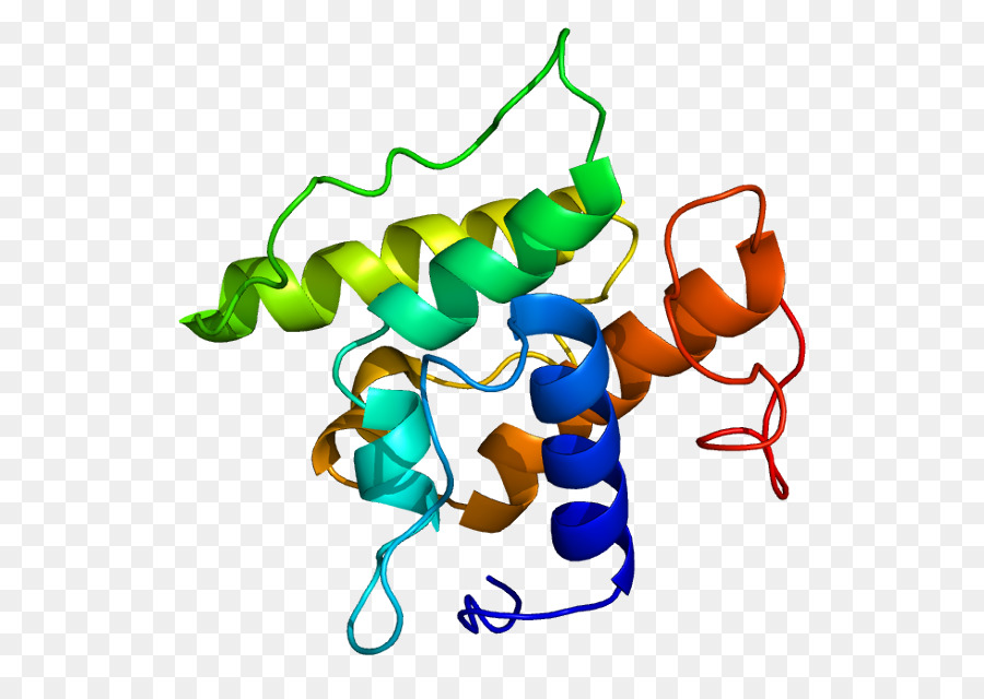 Transgelin，La Actina PNG