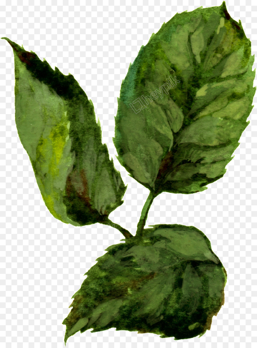 Planta Verde，Hojas PNG