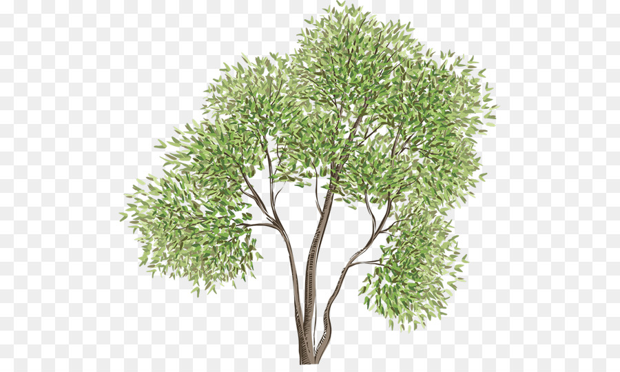 Árbol，Sucursales PNG