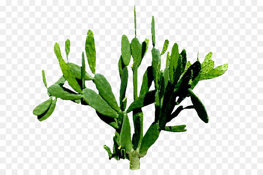 Cactus，Verde PNG