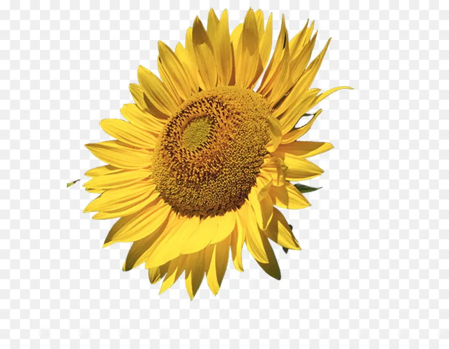 Girasoles Amarillos，Naturaleza PNG