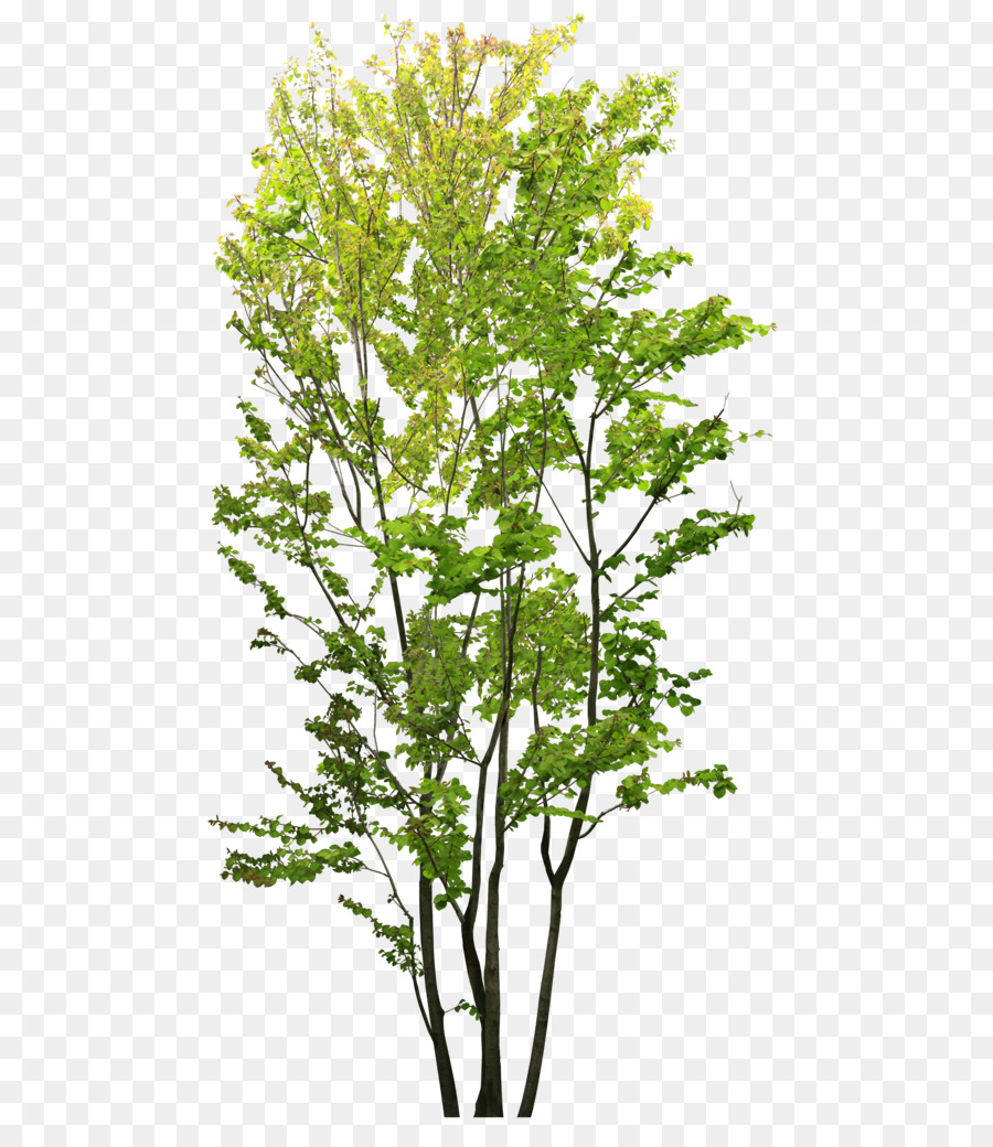 Árbol，Hojas PNG