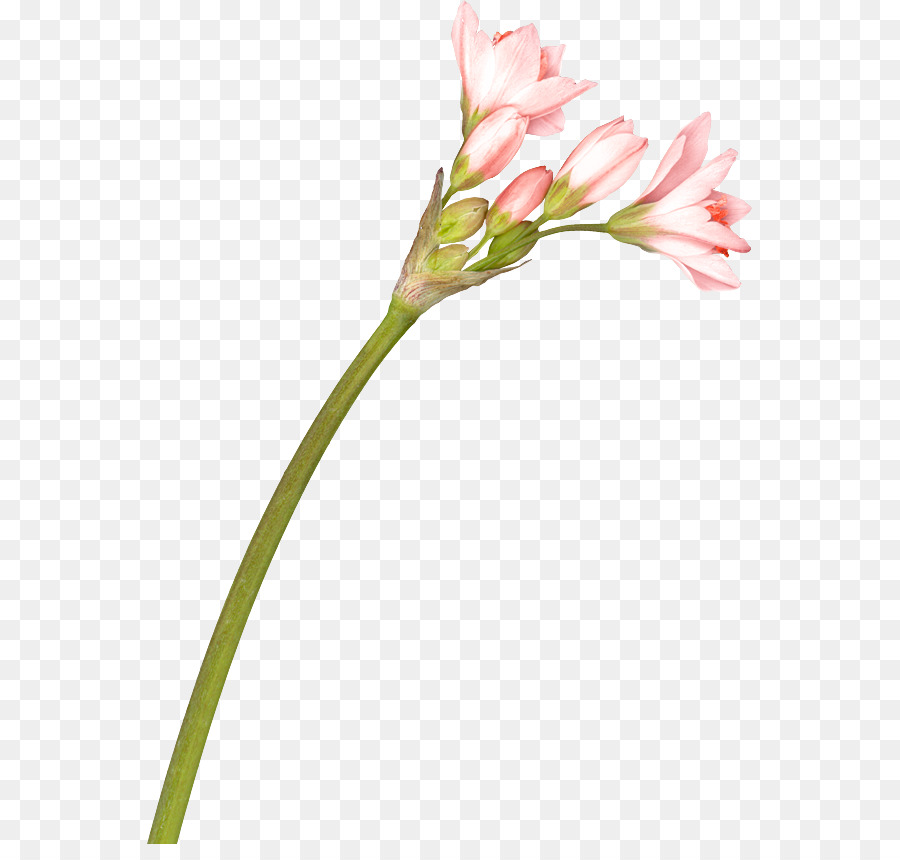 Flor，El Lirio De Los Incas PNG