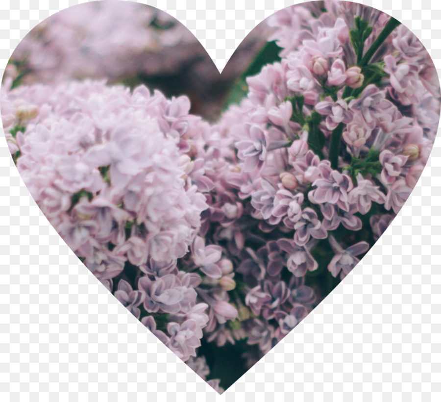 Flores En Forma De Corazón，Florecer PNG