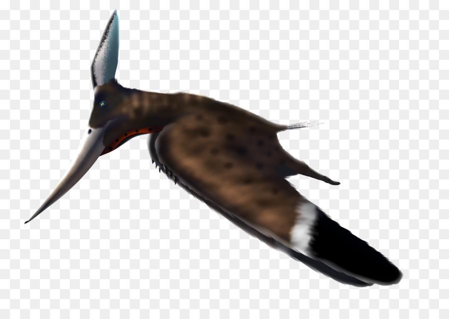 Pteranodon，Pterosaurios PNG