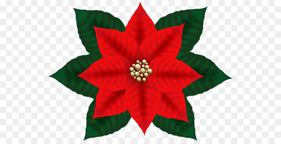 Flor De Pascua，Rojo PNG