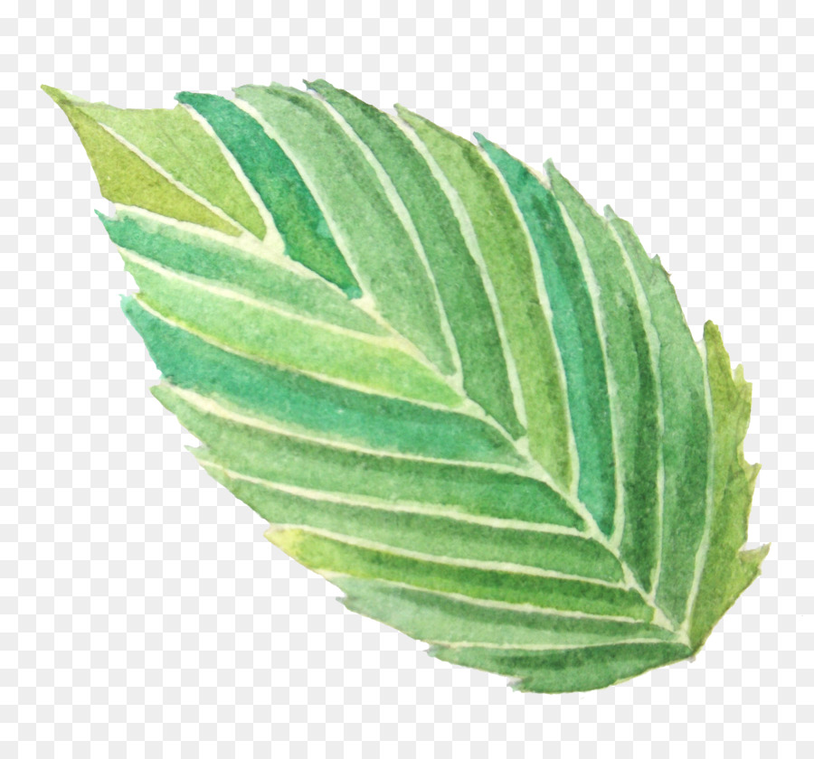 Hoja Verde，Naturaleza PNG