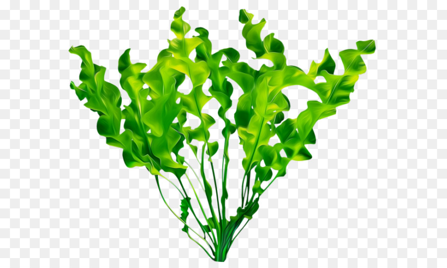 Las Plantas，Hoja PNG