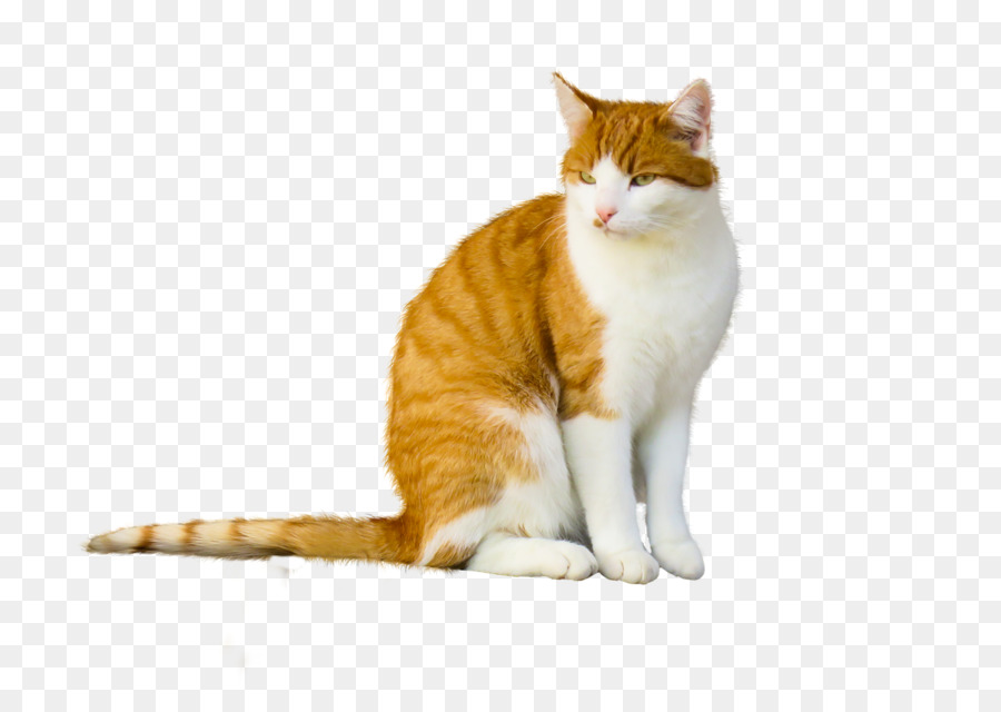 Gato，Mascota PNG