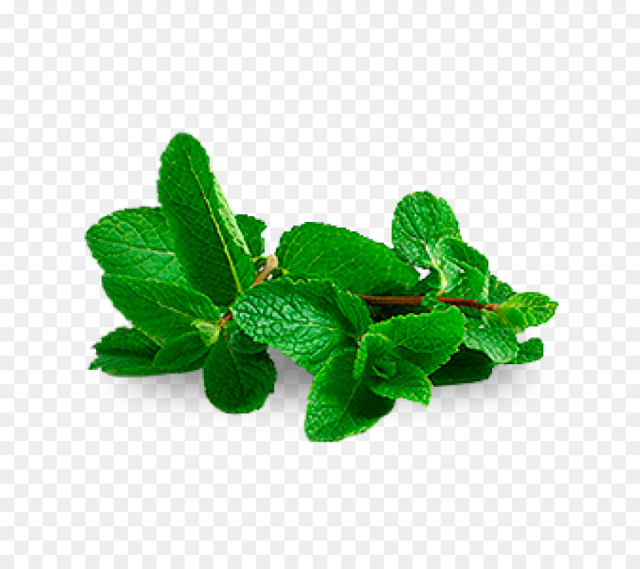 Hojas De Menta，Hierba PNG