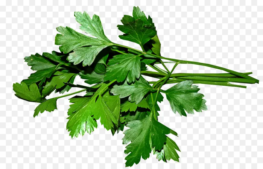 Cilantro，Verde PNG