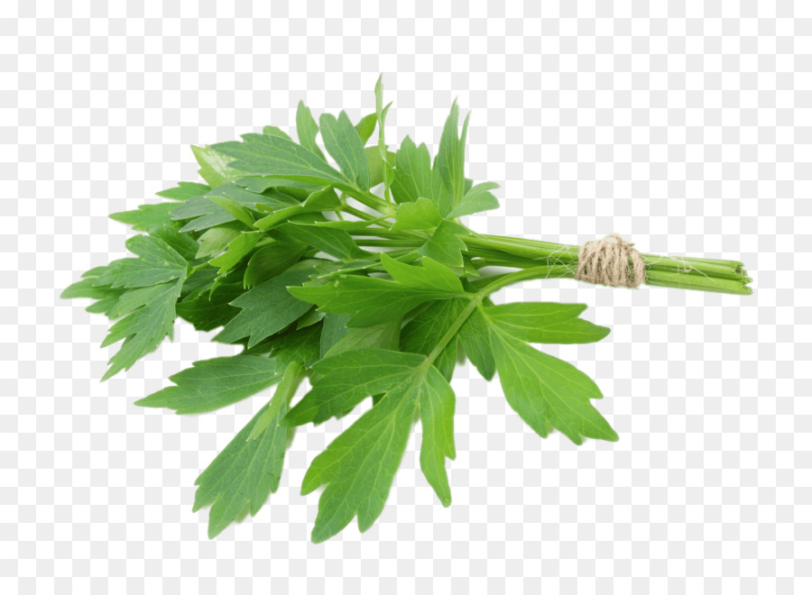 Lovage，Hierba PNG