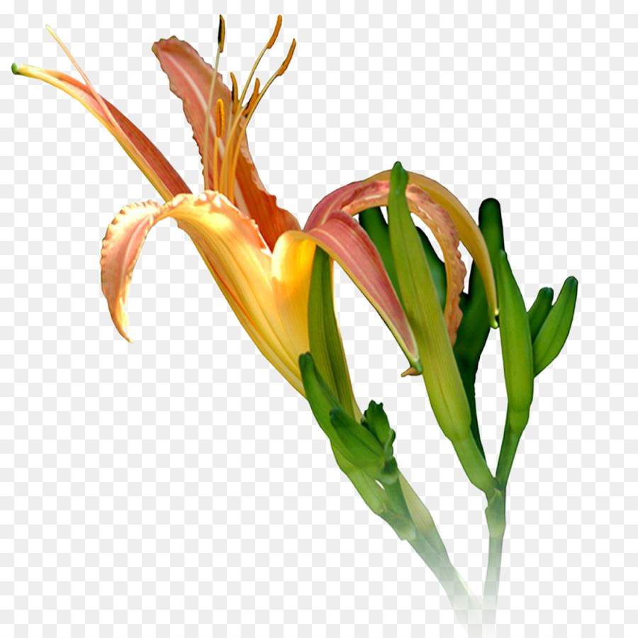 Lirio Naranja，Florecer PNG