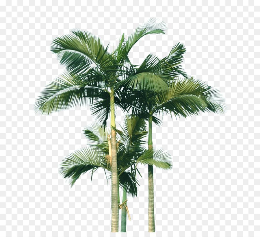 Coco，Los árboles De Palma PNG