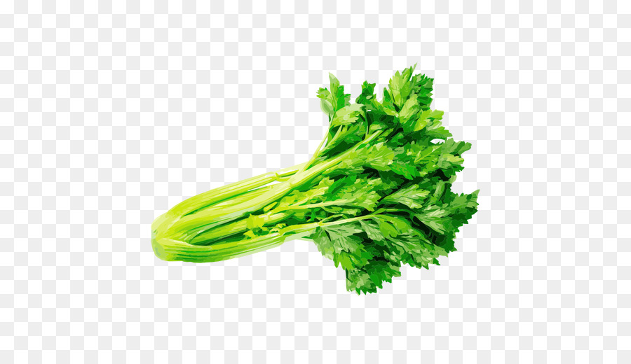 Cilantro，Hierba PNG