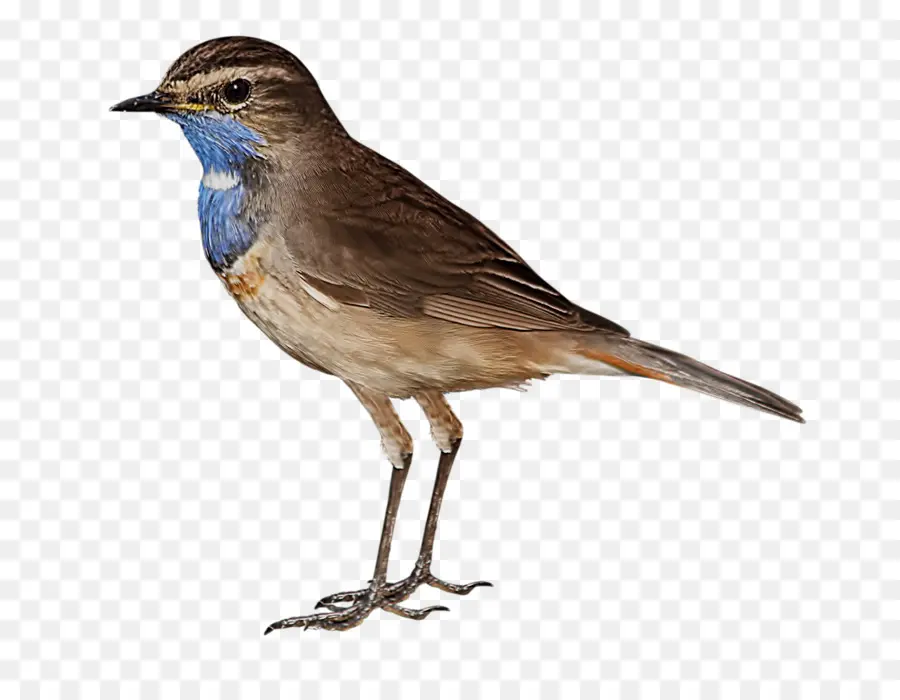 Aves，Descargar PNG