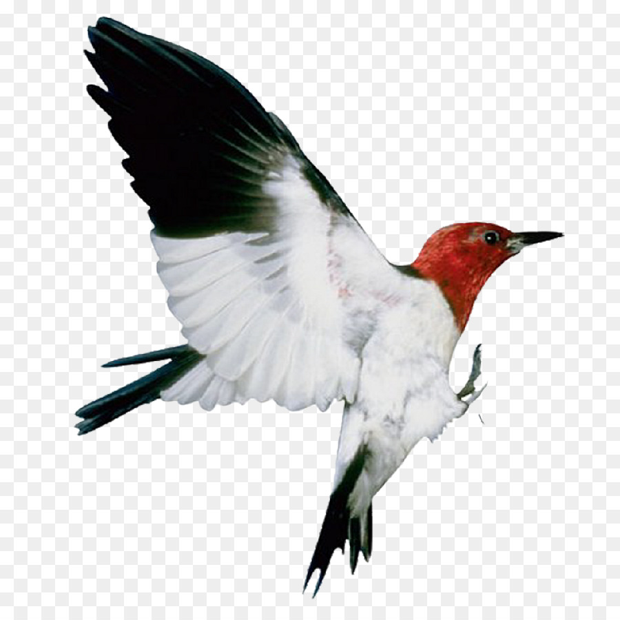 Aves，Vuelo PNG