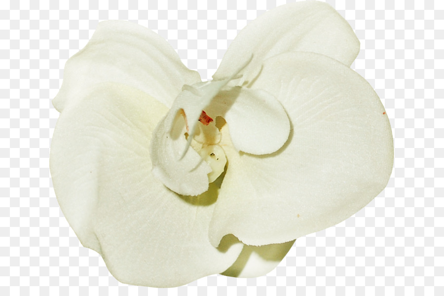 La Polilla De Las Orquídeas，Blanco PNG