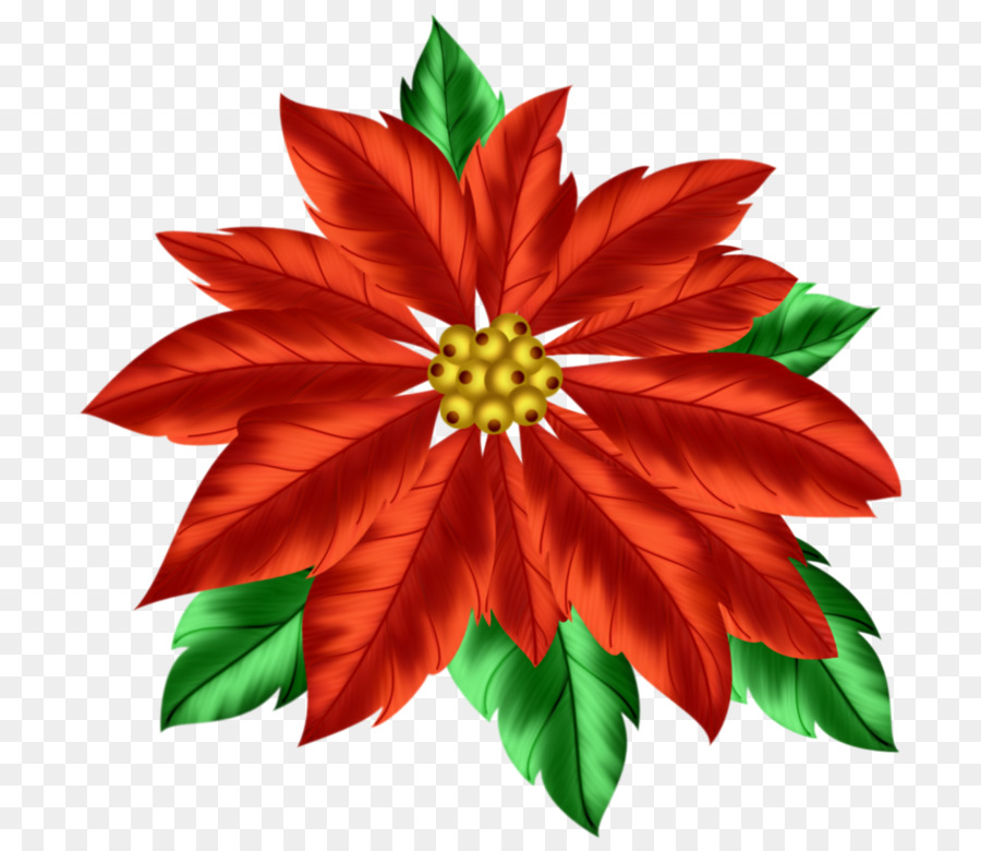 La Flor De Pascua，Christmas Day PNG