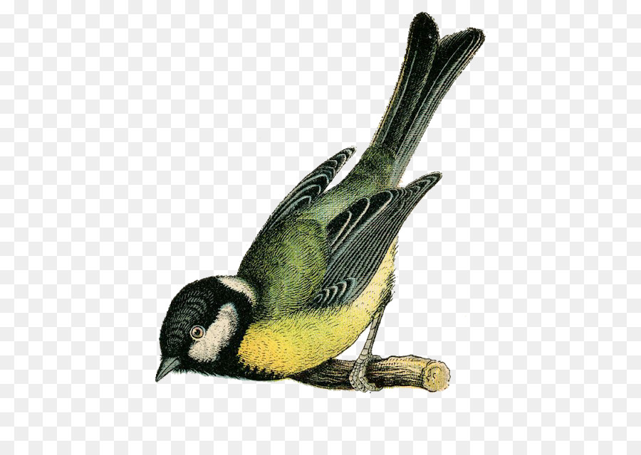 Vuelo，Aves PNG