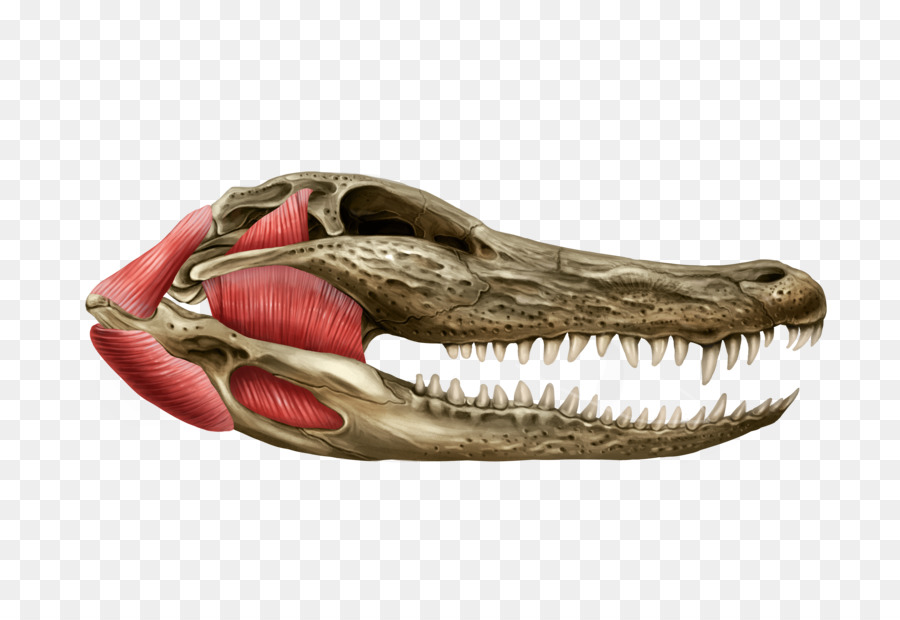 Tyrannosaurus，Reptiles PNG