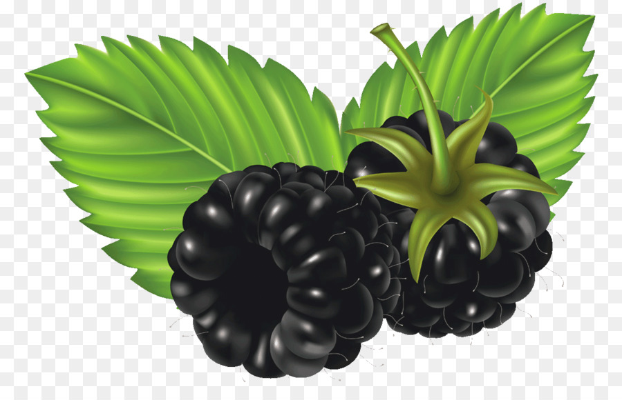 Moras，Frutas PNG