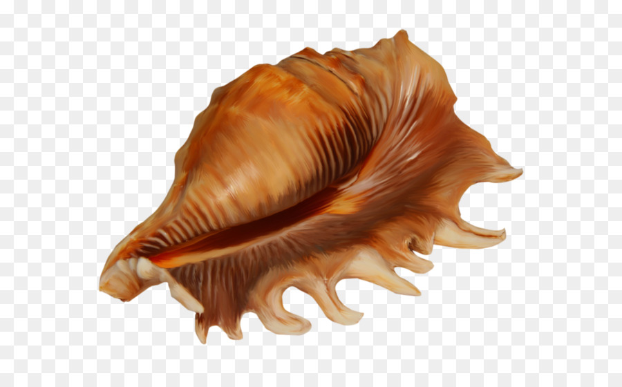 Concha De Caracola，Concha PNG