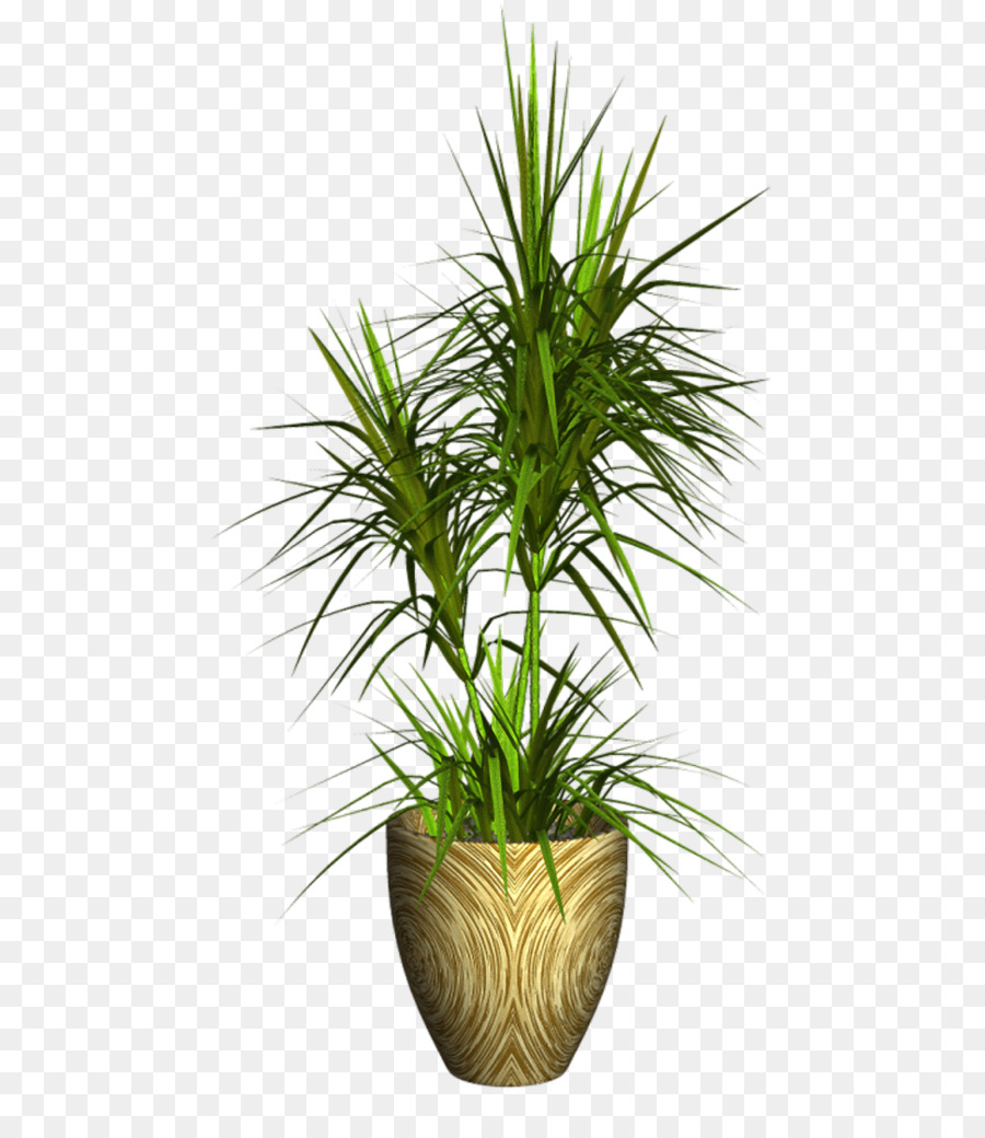 Planta De Palma，Hojas PNG