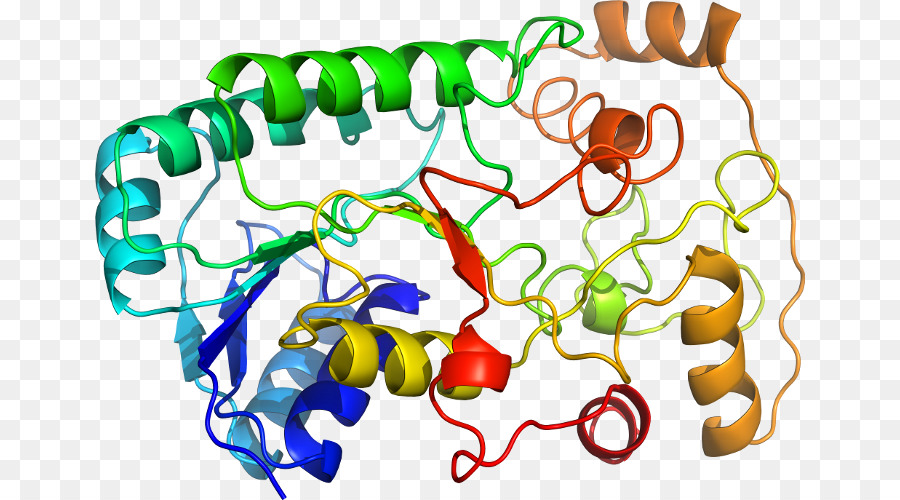 Estructura De La Proteína，Molécula PNG