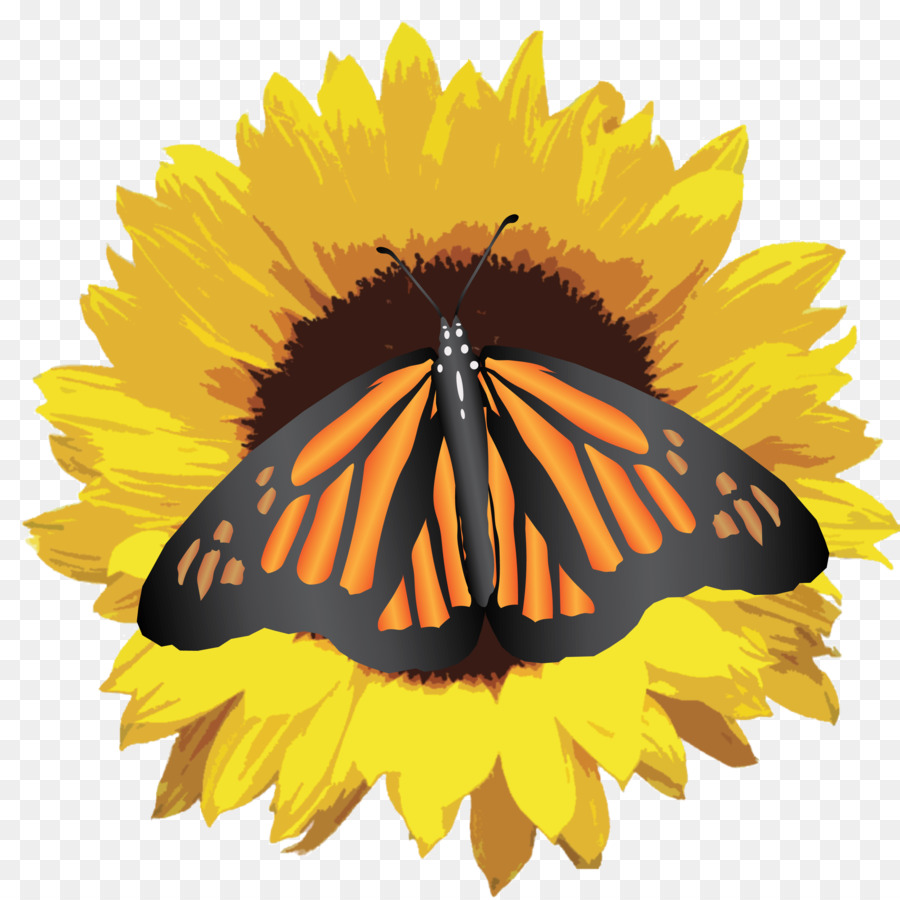 Girasol，Fondo De Escritorio PNG