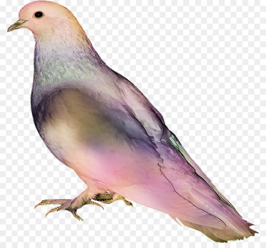 Aves，Las Palomas Y Las Palomas PNG